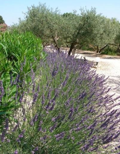 Saint-Rémy-de-Provence Le Mazet 40ヴィラ エクステリア 写真