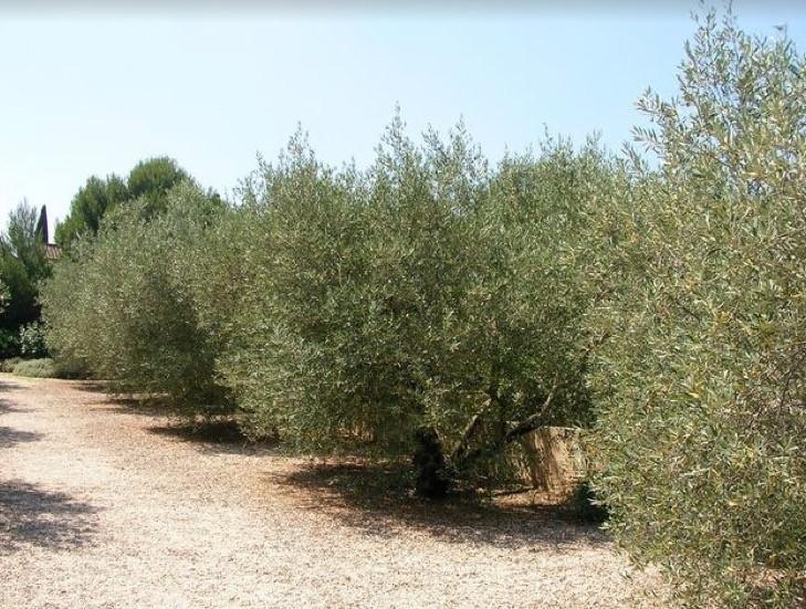 Saint-Rémy-de-Provence Le Mazet 40ヴィラ エクステリア 写真